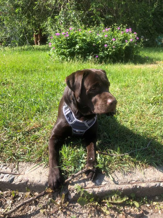 Шоколадный лабрадор, племенной кобель,вязка,развязан,КСУ