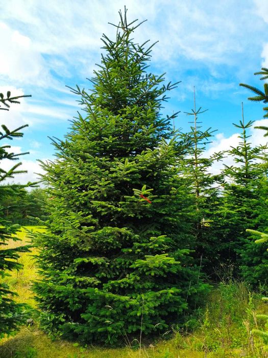 Jodła kaukaska cięta PRIMA PREMIUM 350-550cm