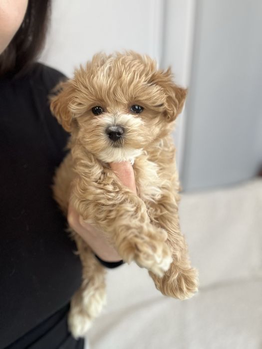 Дуже крихітна дівчинка мальтіпу міні ф1