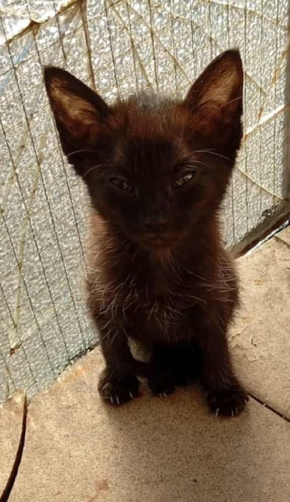 Dá se gatinhos (as)
