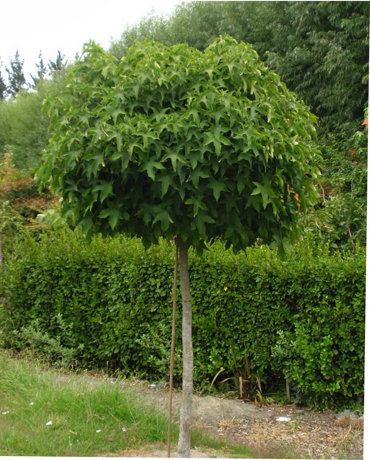 Robinia akacjowa Umbraculifera
