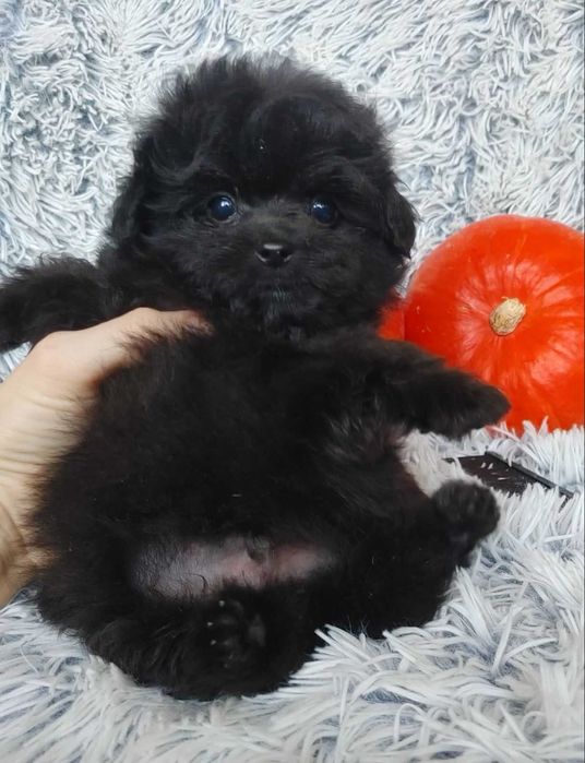 Містер Super пухнастик. Пом-а-пу преміального екстер'єру, добросердий