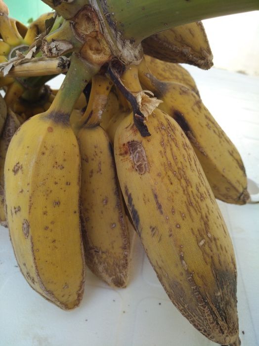 Bananeiras de grande qualidade