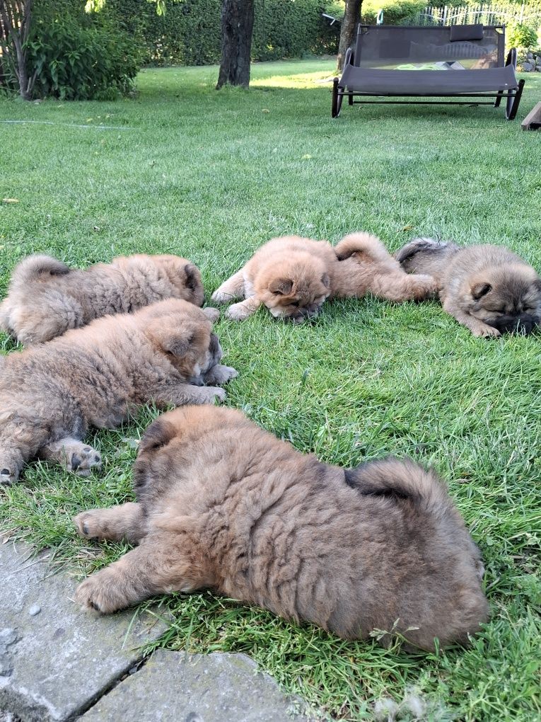Chow chow szczeniak,gen blue.
