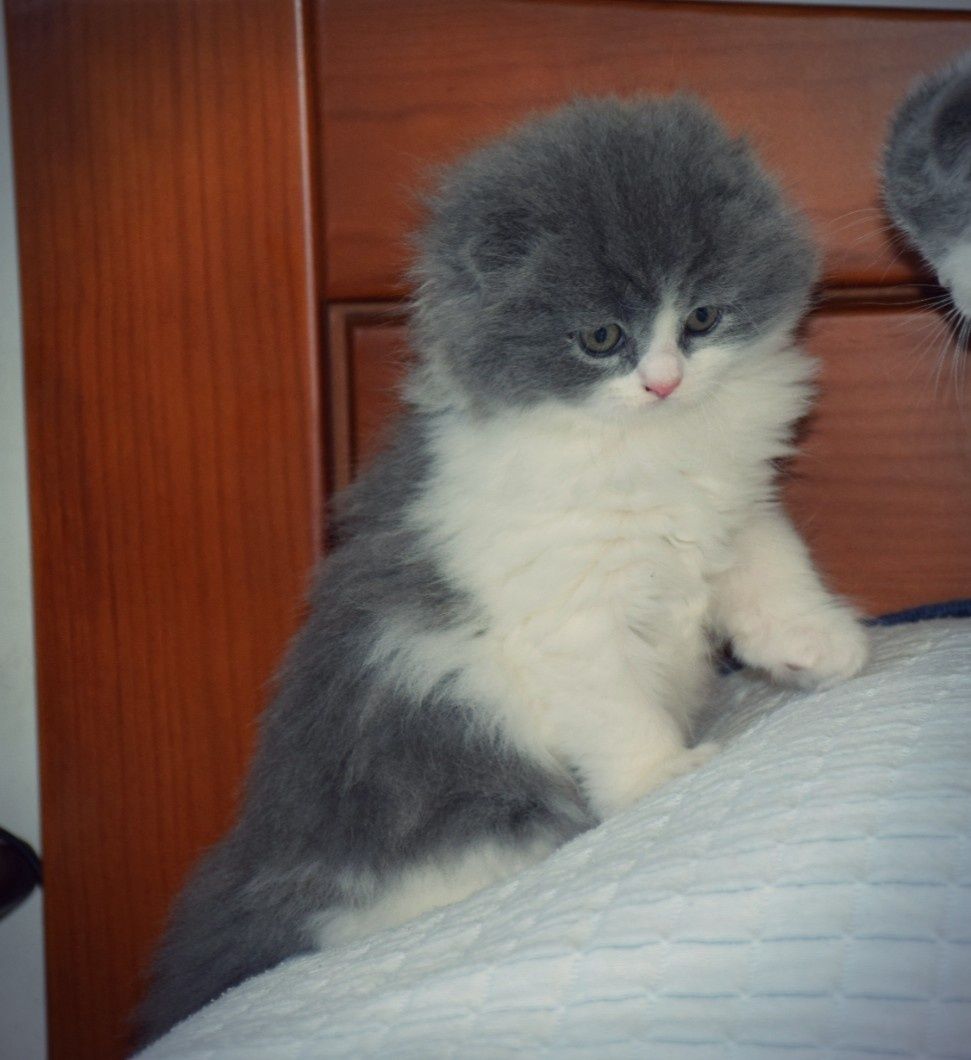 Scottish Fold Macho