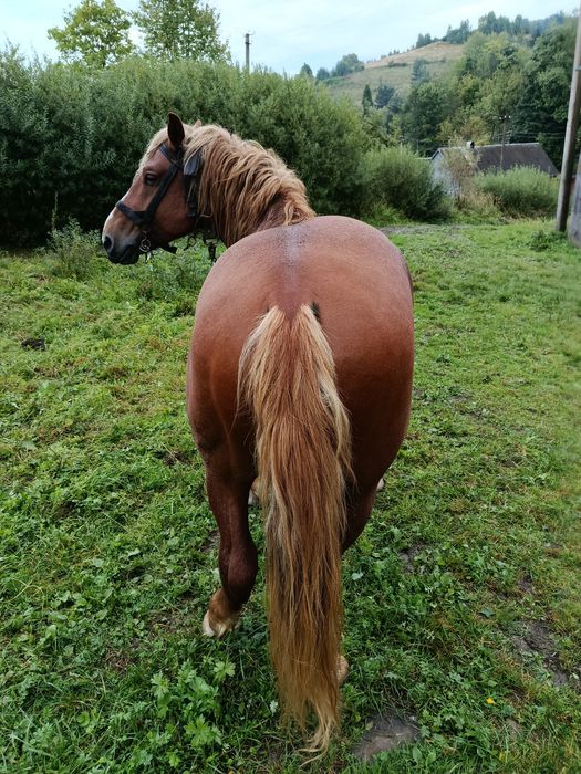 Продам сильного коня