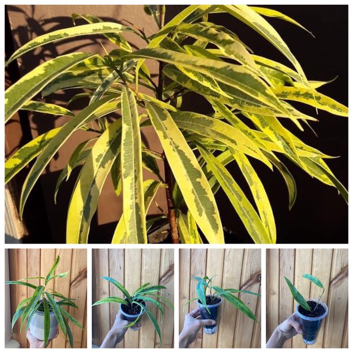 Имп Уайт Наташа  Али  Голд Крит Батерфляй Канари Муншайн Капертон