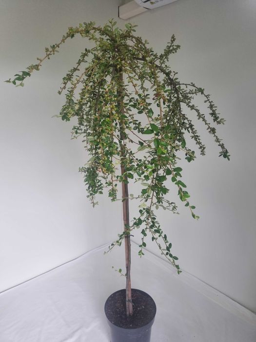 Irga szczepiona na pniu Gęsty Krzew Formowany, Wys. 160 cm, 5L
