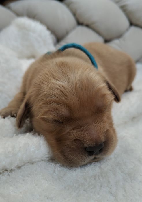Golden Retriever ZKwP FCI ciemno złote maleństwa