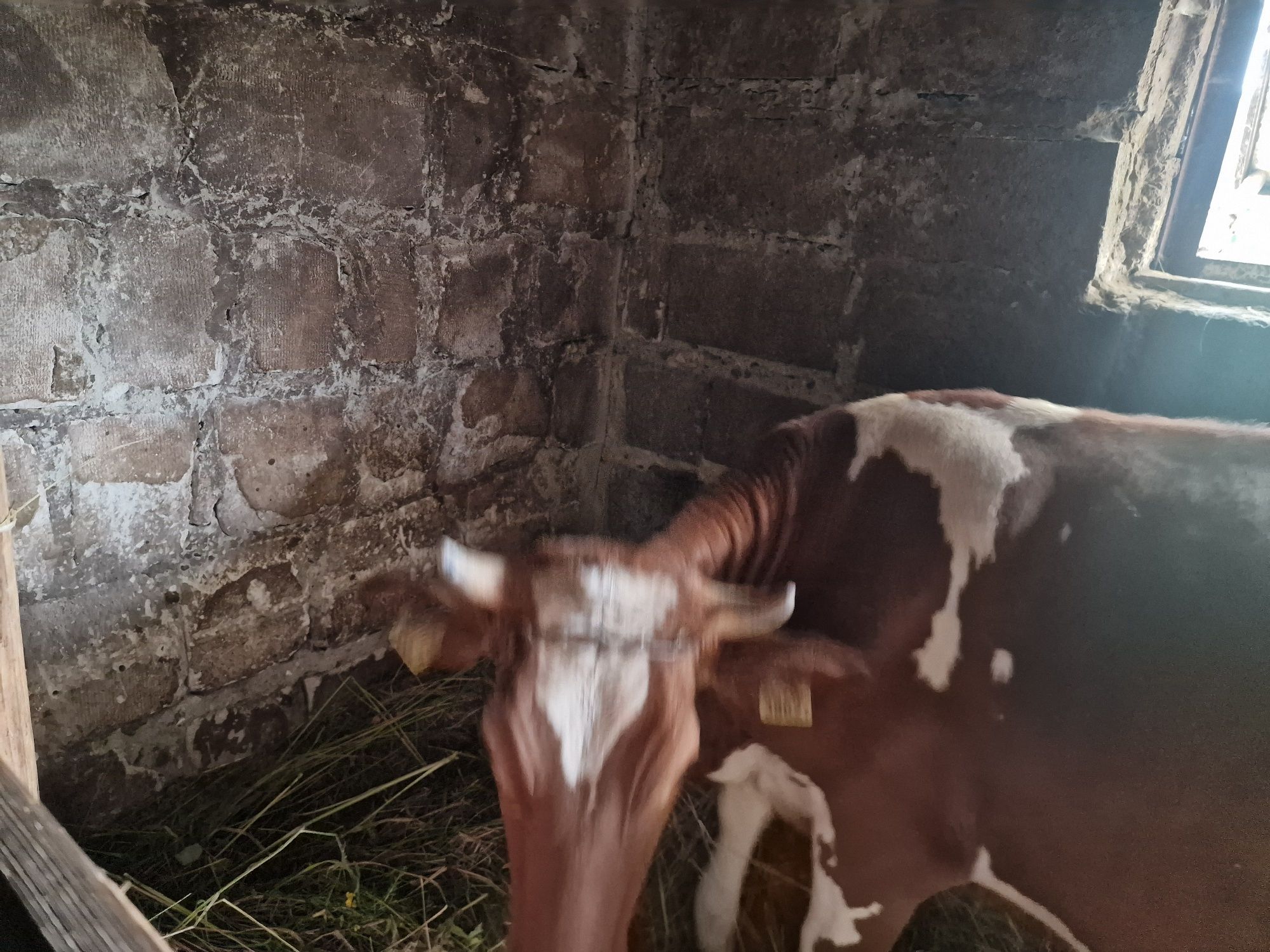 Krowa simentel 1,5 roku