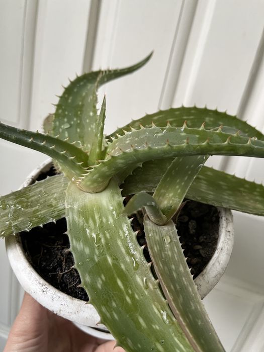 Алоэ оттопыренное