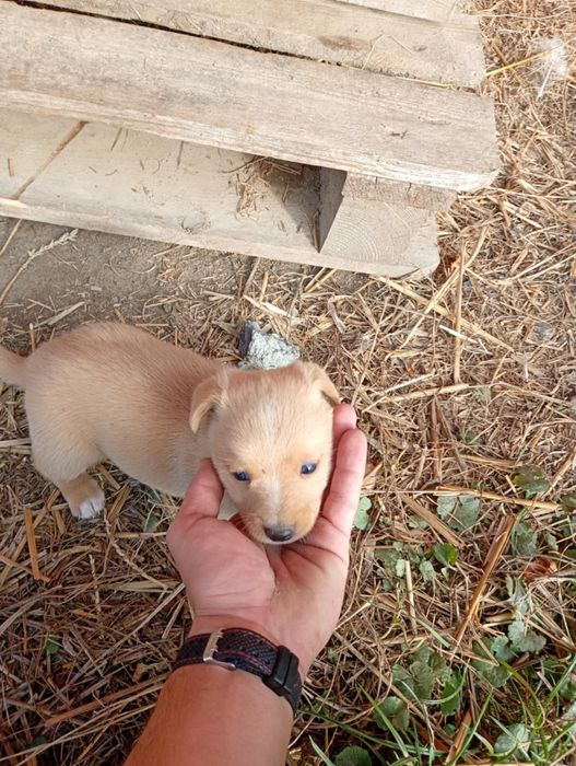 Oddam szczeniaki pieski