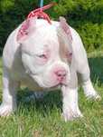 American Bully Pocket Piesek
