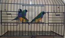 Diamantes goulds