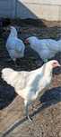 Kury koguty australorp