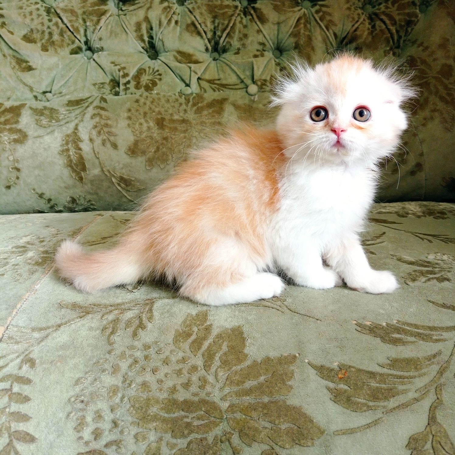 Продается шотландский котик