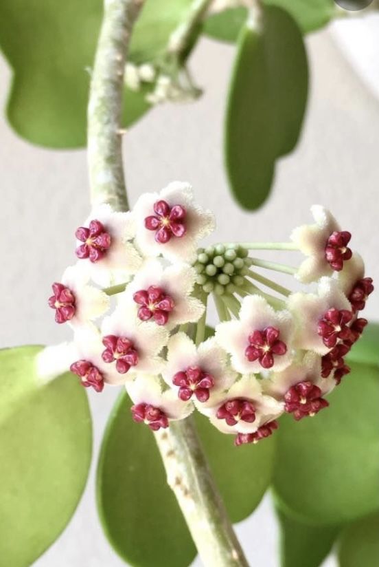 Hoya Kerrii   (Planta coração)