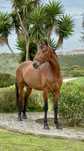 Riding Horse and excellent Character