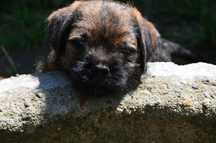 Border Terrier szczenię ZKwP, FCI rezerwacja, lipiec 2025