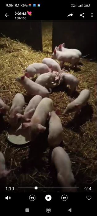Поросята домашні