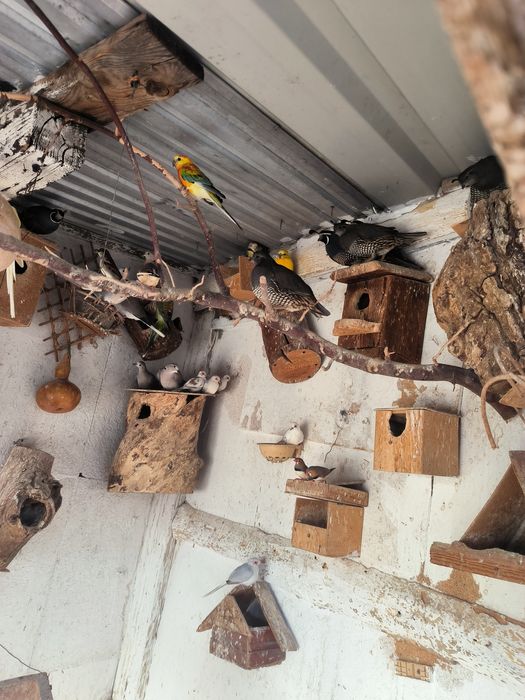 Przepiórki kalifornijskie