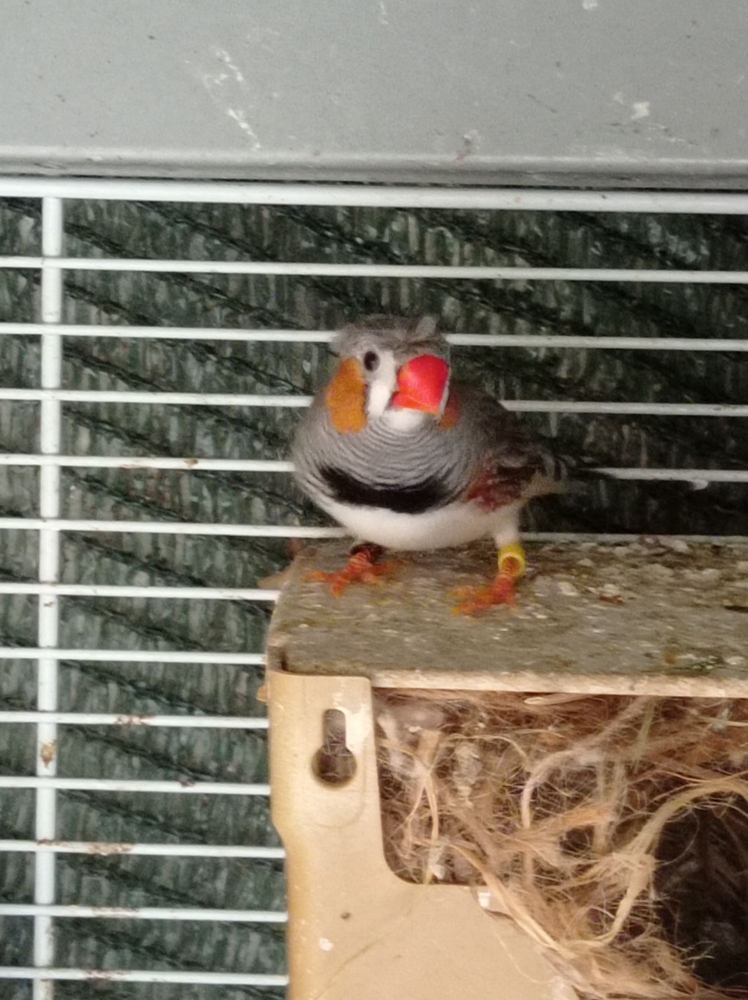Vendo casal de bengalis a 10€ e mandarins de poupa 10€ normais a 6€