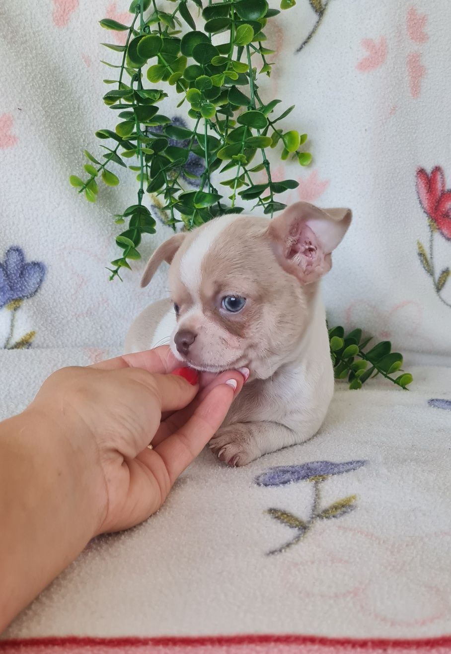 Maravilhoso Lilac mini Chihuahua. Chiuaua de linhagem Russa, Qualidade