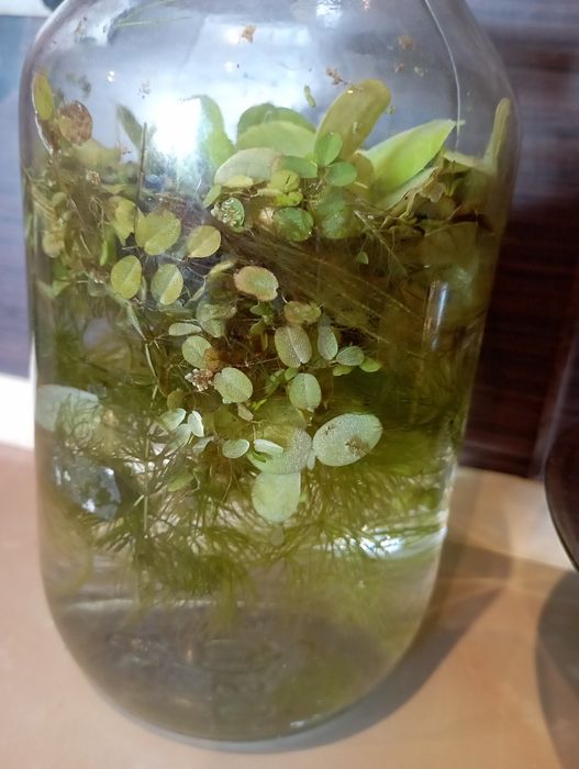 Пістія,роголисник