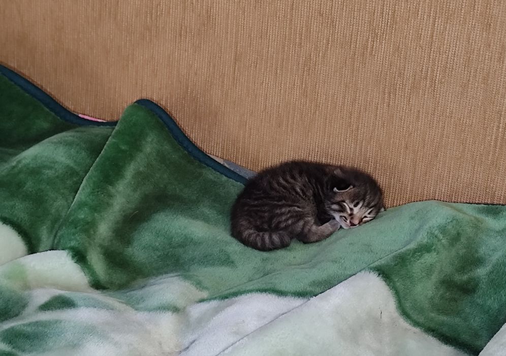 Котята отдаю в хорошие руки