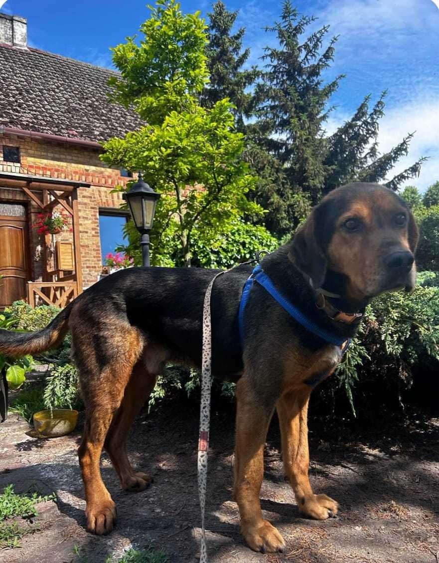 Jasio  5 lat w typie gończego minęło półtorej roku jak szuka domu