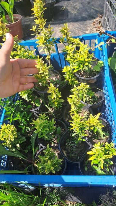 Міскантус Тамарікс Бересклет Туя на штамбі Кипарисовик лавсона Верба к