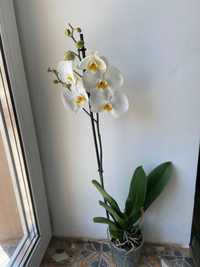 Орхідея на 1 гілку -250 грн