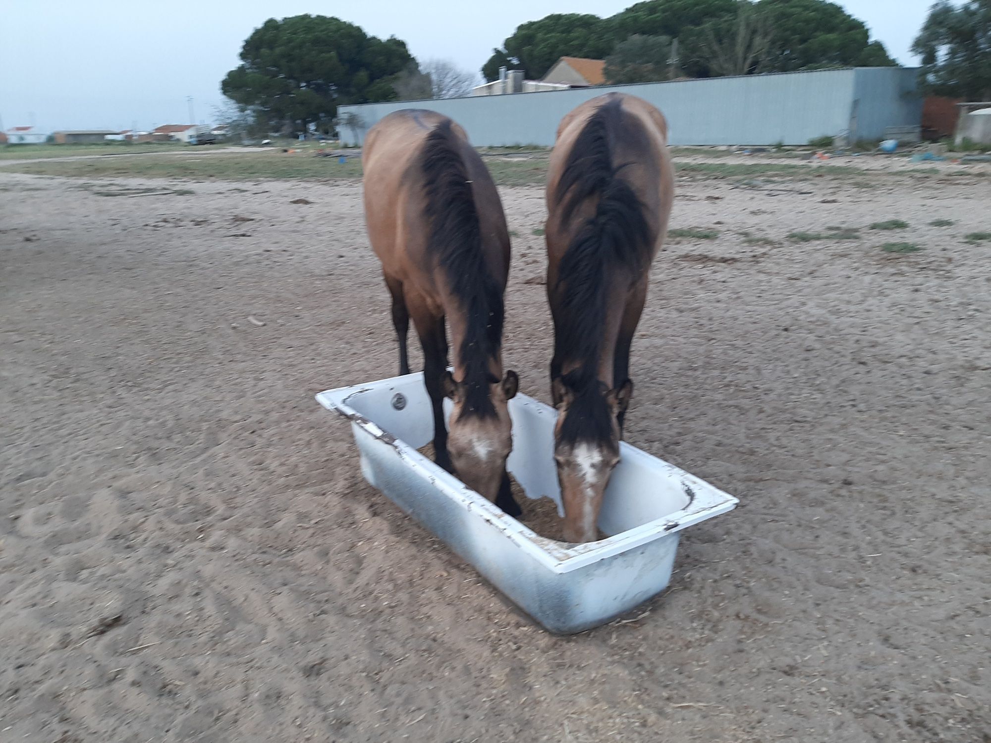 Vendo varios cavalos, a variados preços