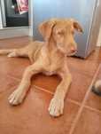 Doação de cachorro macho filhote