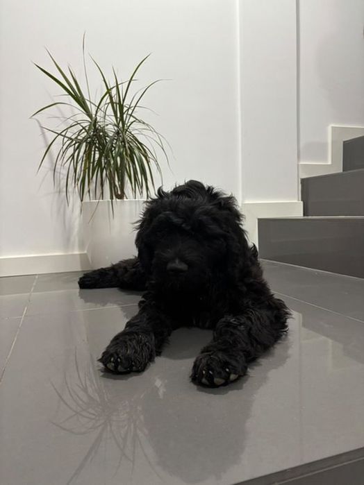 Cão de Àgua Português, Faro