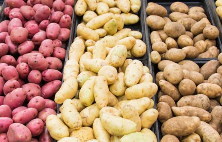 Ziemniaki jadalne i wielkość"sadzeniak" na oborniku, wybierana ręcznie