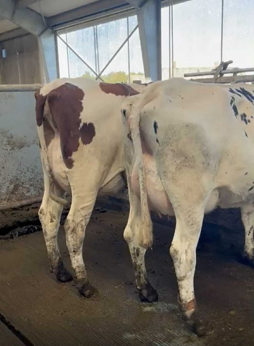 Dostawa krów mlecznych na nowo otwartej bazie 6 LISTOPAD (CZWARTEK)