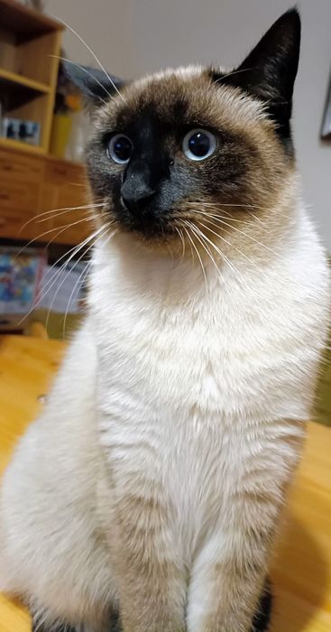 Zaginęła kotka syjamka