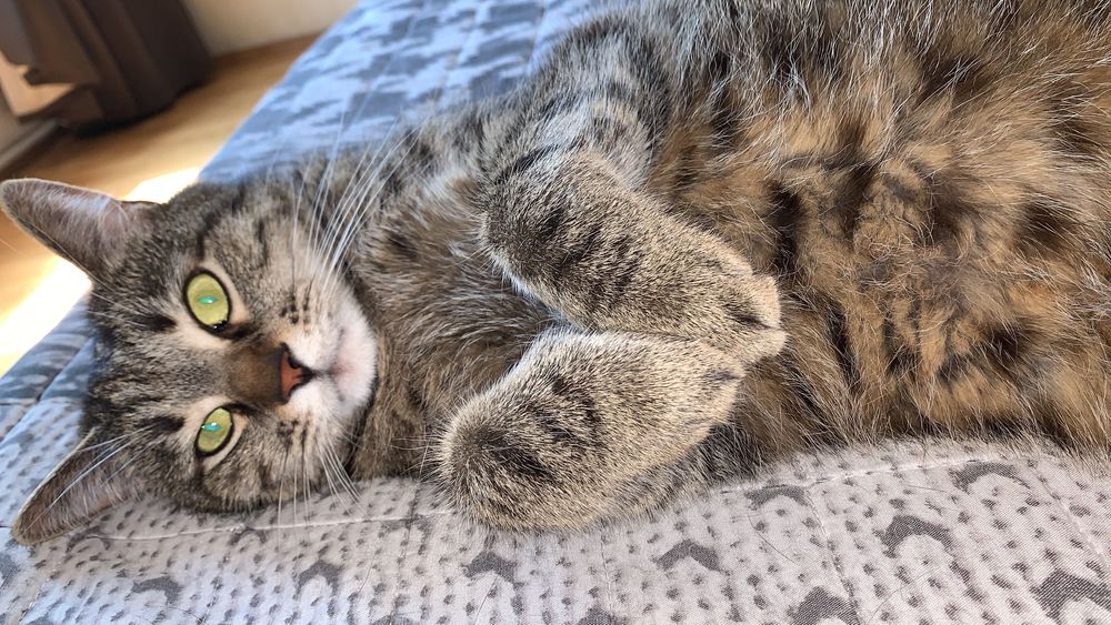 Безкоштовно ( кіт вихований  «Антон»)