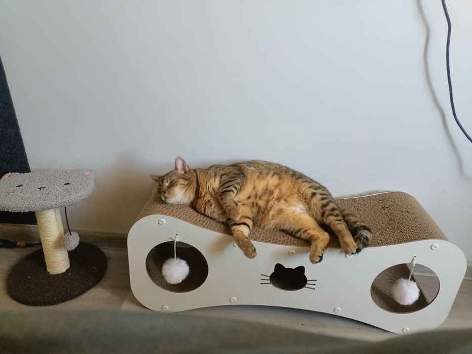 Lonia ,cudna kotka szuka swojego domku