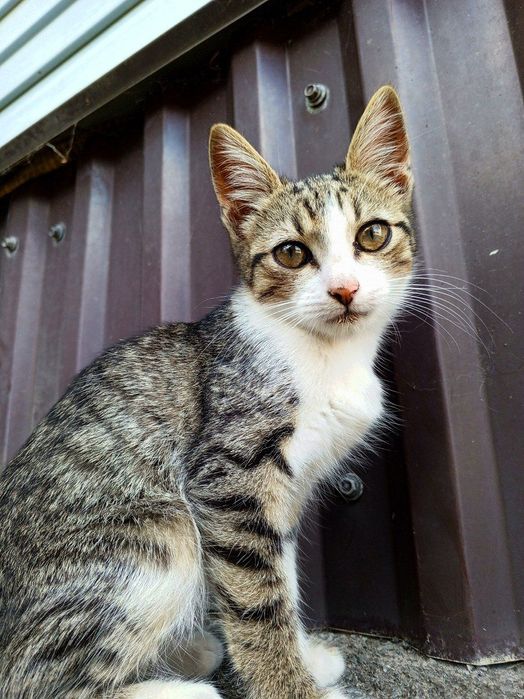 Віддам чудових кошенят