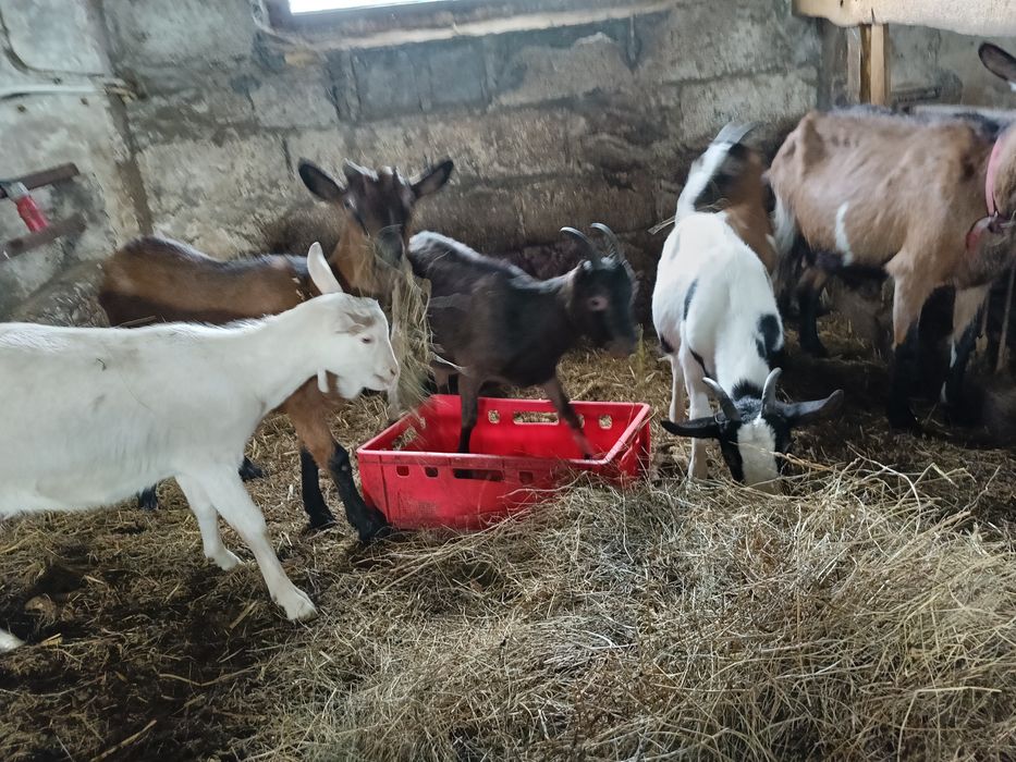 Kozki tegoroczne odchowane