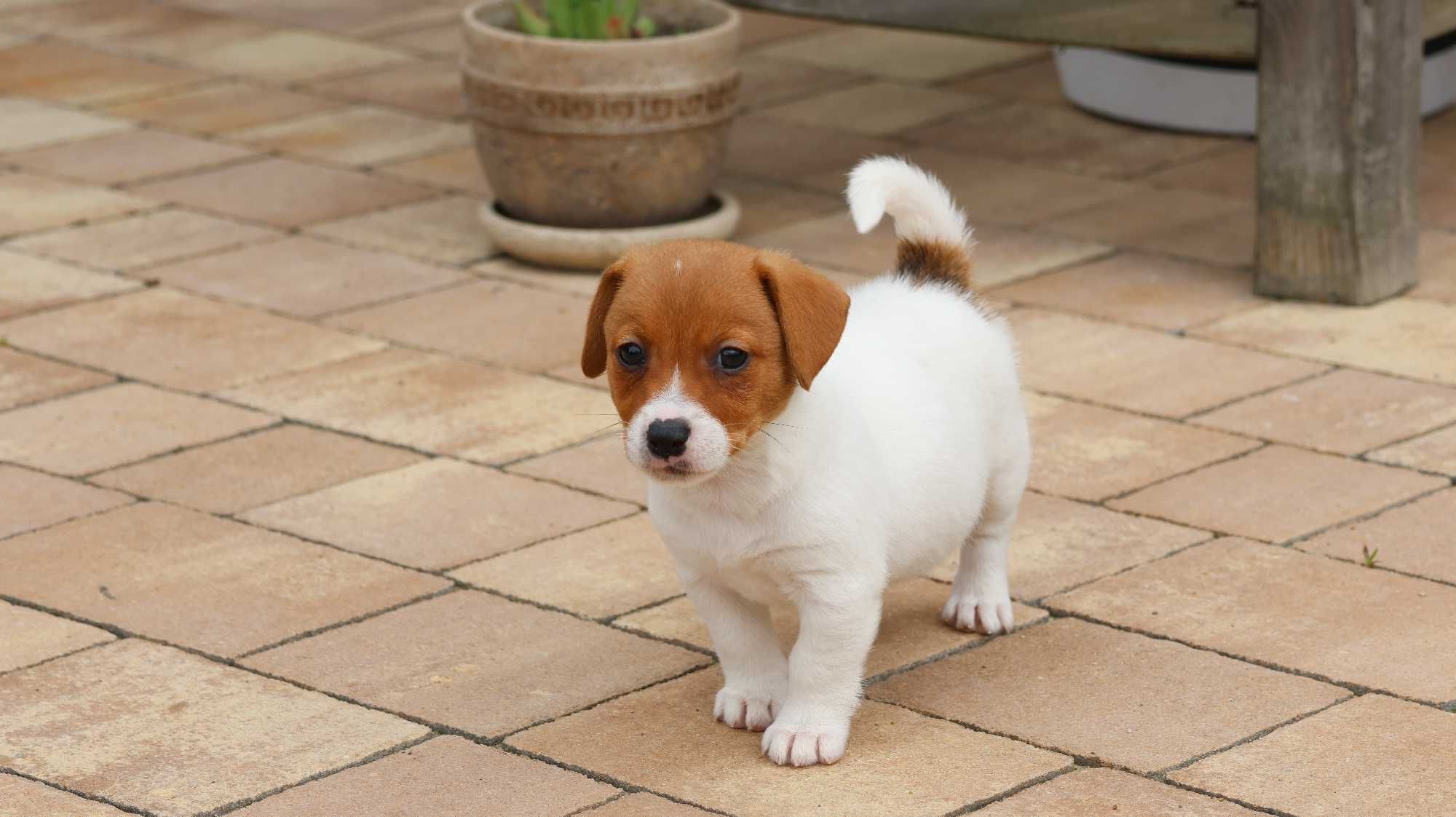Suczka MONA Jack Russell Terrier z hodowli "BREFIO "/bad.genetyczne