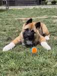 Akita Amerykanska ZKwP FCI pies