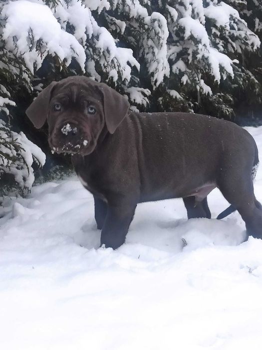 Cane corso szczeniak pies