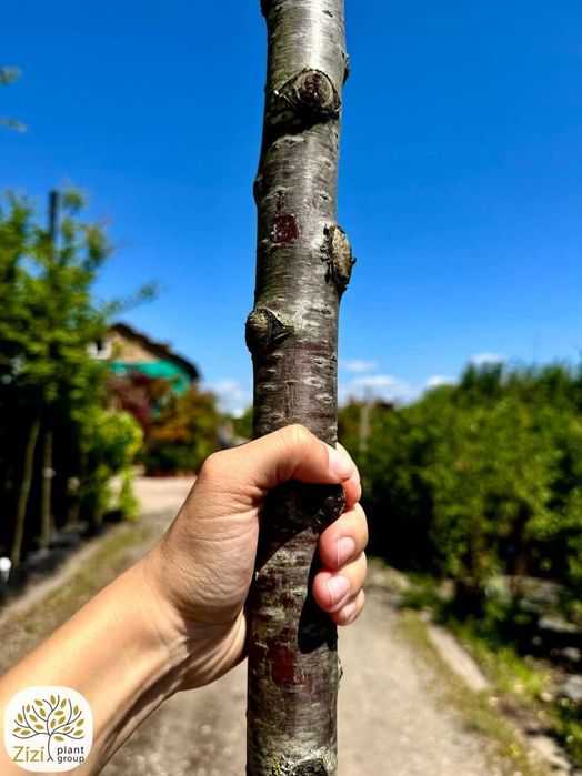 Prunus eminens Umbraculifera, wiśnia osobliwa, pień 220cm, obw.8-12cm