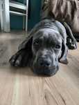 Piękny samiec Cane Corso