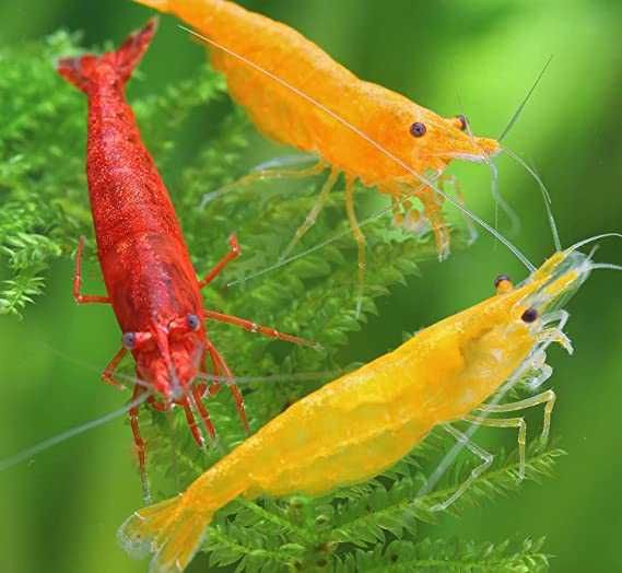 Krewetka YELLOW FIRE - Neocaridina - Caridina - dowóz, wysyłka