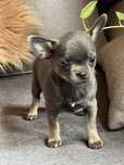 Chihuahua suczka