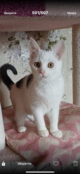 Кошеня хлопчик вік 3-4 місяці